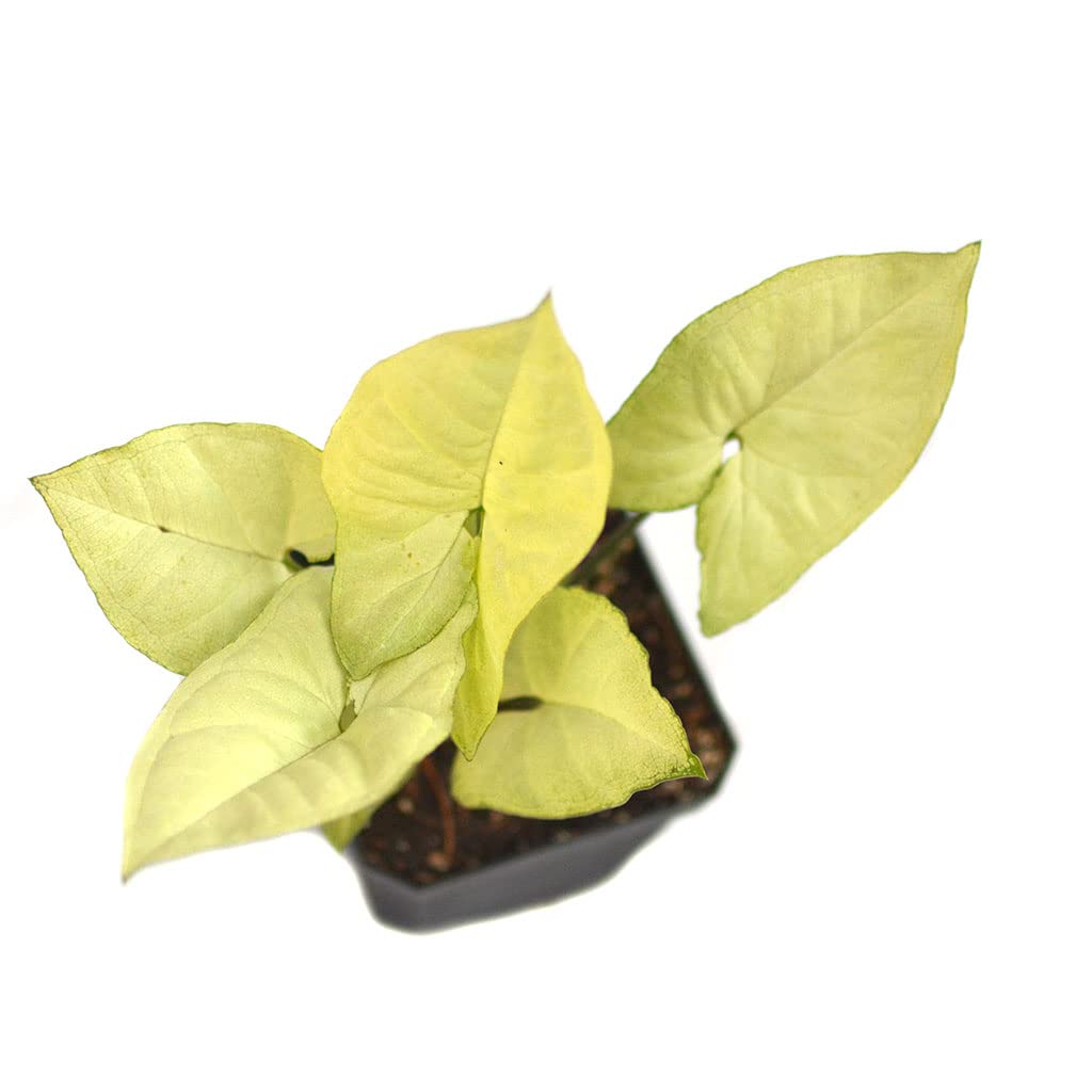 myBageecha - Syngonium 'White Butterfly' Indoor Air Purifier Easy to Maintain Live Plant for Beginners with Pot-image-4