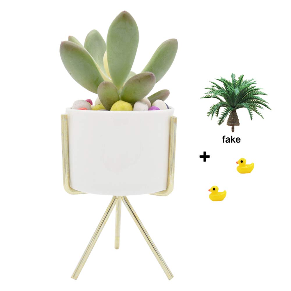 Succulent Planter Stand with Succulent Pot (White)