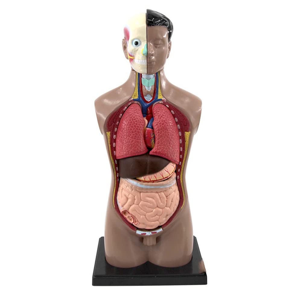 Anatomie Model, Romp Torso Anatomisch Model, Menselijk Torso Model, 85 cm Half-Body Torso Model met Interne Organen Medisch Onderwijs Model voor Medische