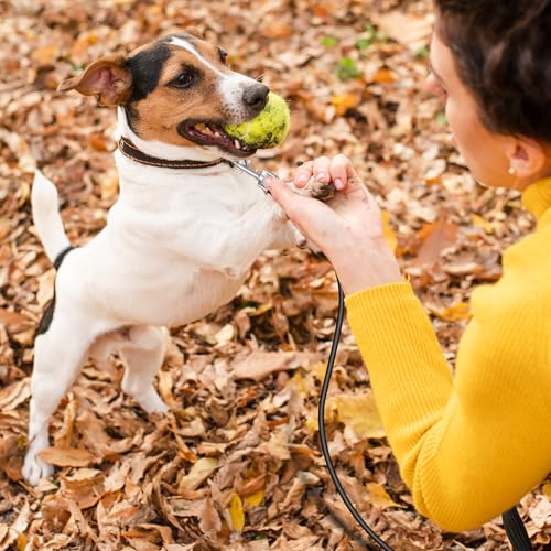 JIEYAO 2 Stück Kausichere Hundeleine,66cm/26in Tie-Out Leinen für Hunde,Hundekette Leine Bissfest Metall Kabel Leine mit Gepolstertem Griff Kettenleine für Große Kleine Hunde Training