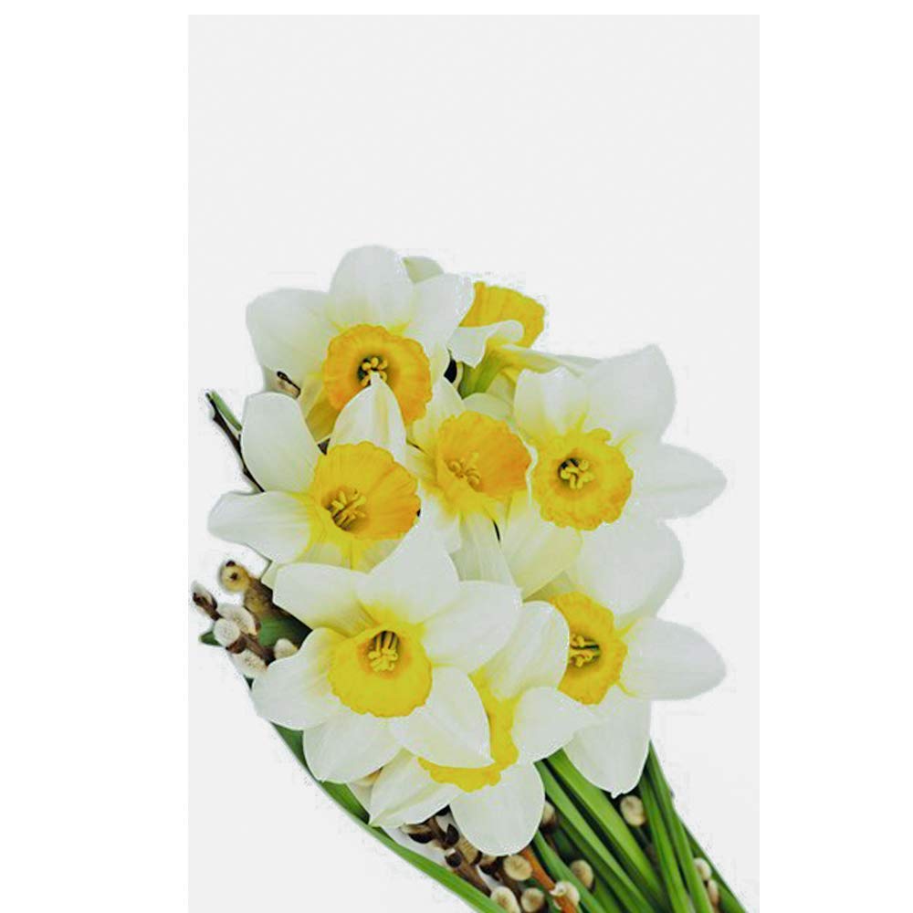 Sprout Bulbs | Nargis Flower Bulbs (not seeds) white with yellow cup -Pack of 2 Pieces | gardening flower bulbs For home, balcony, window, outdoor (B07F2DNSKV) Amazon Price History, Amazon Price Tracker