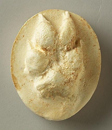 Coyote Track Replica