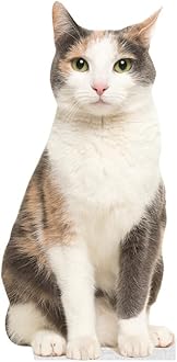 CAT - Grey Orange - Life Size Cardboard Cutout Standup People with Support Standee | Animals -