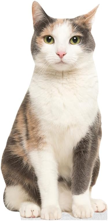 CAT - Grey Orange - Life Size Cardboard Cutout Standup People with Support Standee | Animals -