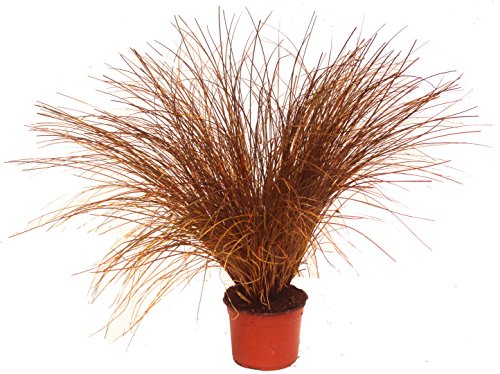 Carex petriei'Bronze Form' - Segge -Gräser- Gras winterhart immergrün mehrjährig -12 cm Topf