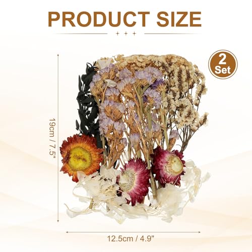 Set de 2 juegos de flores secas naturales beige miniatura 2
