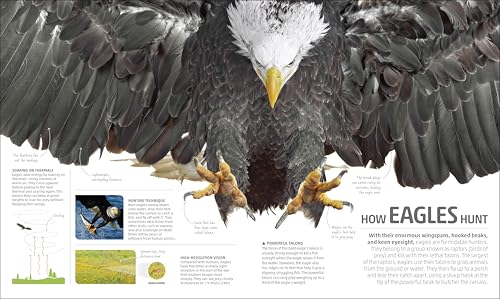 Explanatorium of Nature: Where the Wonders of the World are Revealed (DK Explanatorium) - Image 9