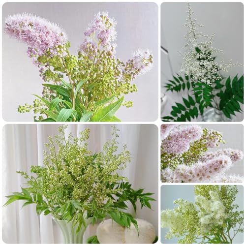 semillas de sorbaria sorbifolia - primavera, arbustos de rápido crecimiento Mini jardín, arbustos de resistentes, 45pcs