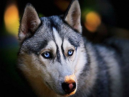 High-Tech Place Cordon DJI Special Neck Lanyard pour télécommande Phantom Quadrocopter (Blanc)