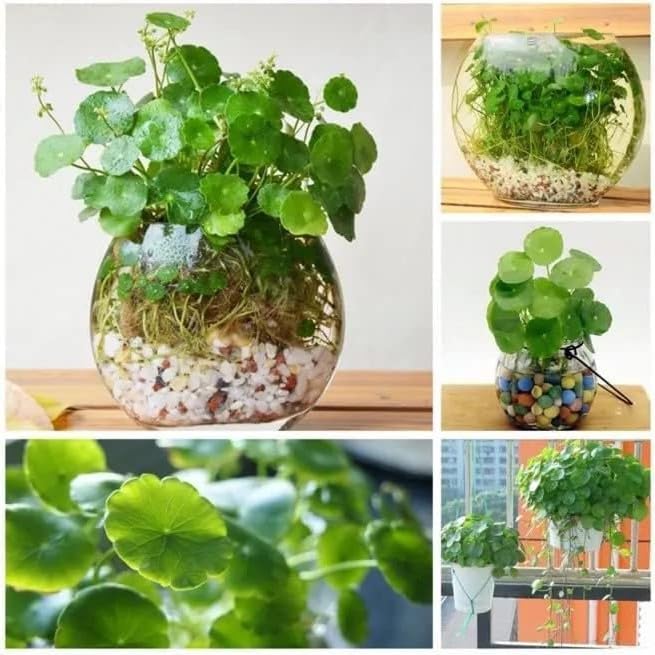Guruji Plantation Chinese Money Plant Pilea Peperomioides Indoor Plant Live pack of 1 With Black Pot 4 Inch Size (B0C8FWJ47N) Amazon Price History, Amazon Price Tracker