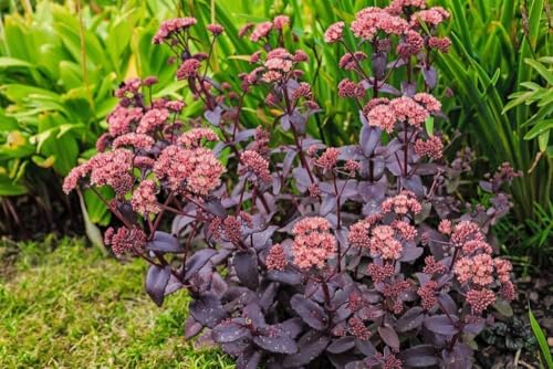 Sedum telephium, Purpur-Fetthenn 'Emperors' Wave' winterhart