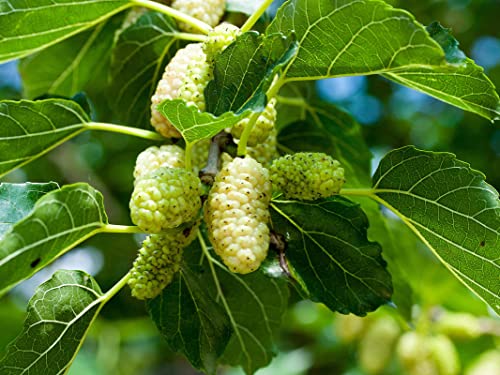 50 White Mulberry Tree Seeds, Sweet Edible Fruit Berry To Grow Pot Gifts #TOP7