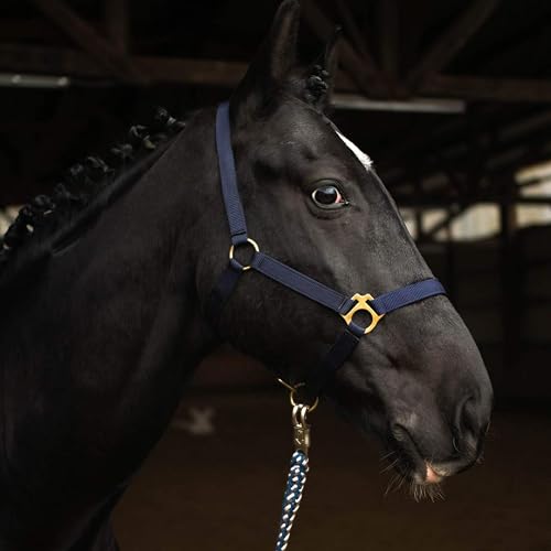 Cabestro para caballo de sangre caliente, sangre completa, sangre fría