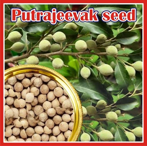 Image of JOrganics Putrajeevak Beej, Putrajivak Seed, Putr Jivak, Roxburghii For Women - 100gram, Pack of 1