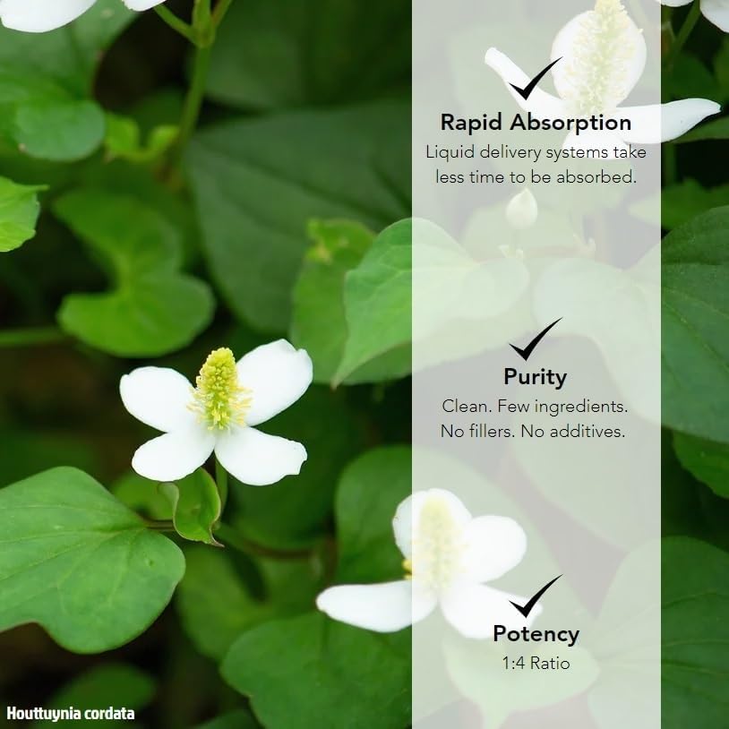 Miniatura 3 de Extracto de tintura de hierbas Houttuynia Cordata 8 oz