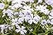 Produktbild Garten-Teppich-Flammenblume Phlox subulata Staude im Topf gewachsen