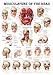 Muscles of the Head Laminated Anatomy Chart