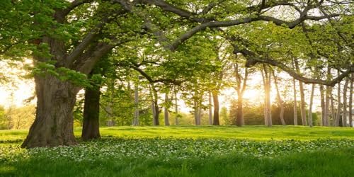 Amazon.com : TTQYFNM 20x10ft Rural Forest Trees Backdrops Spring ...