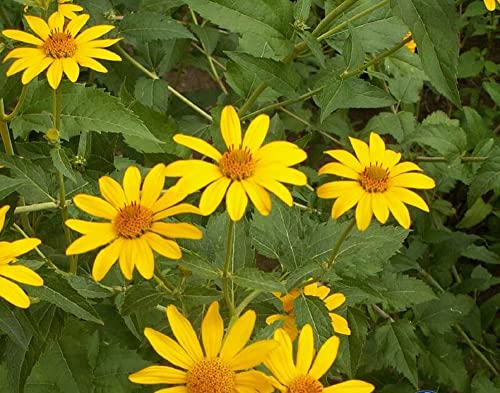 1oz Ox-Eye Sunflower Heliopsis Helianthoides Seeds (Approx 8800 Seeds)