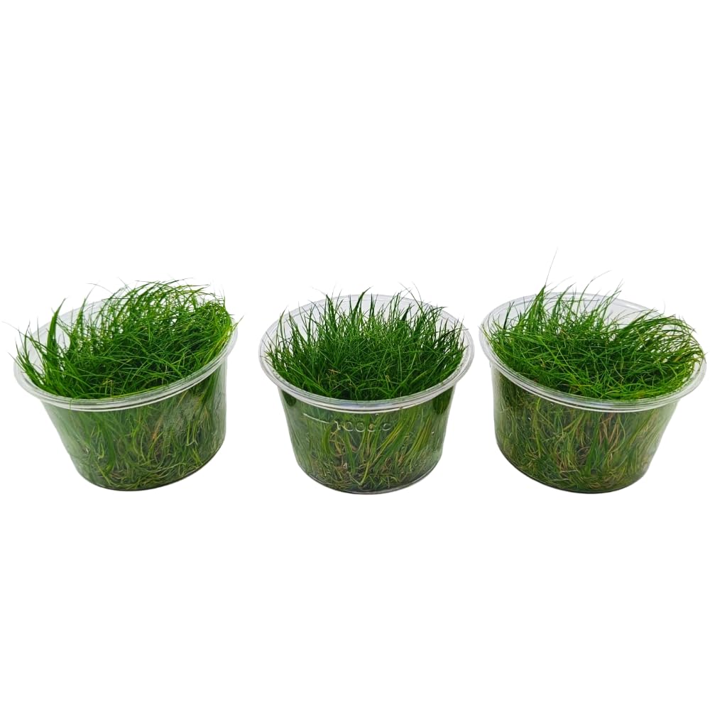 Eleocharis acicularis In Vitro | Pianta d’Acquario Tappezzante a Foglia Sottile | per Primo Piano in Acquario Dolce (Tris, 3, unità)