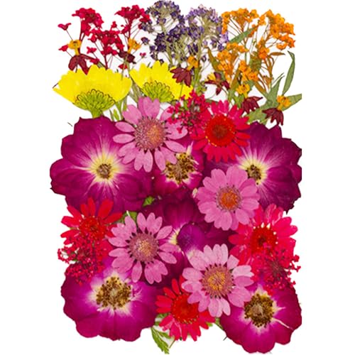 Flores secas coloridas prensadas 42 piezas para manualidades miniatura 1