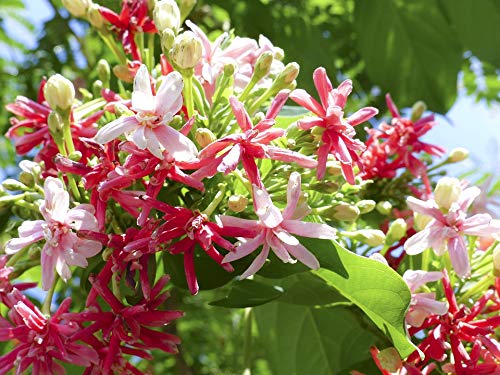 Plants Point SelpLine Madhumalti Double Flower Plant - Beautiful Garden Ornamental Plant (Red-White) (B0893DG3RM) Amazon Price History, Amazon Price Tracker