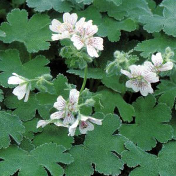 12 unità Geranium Renardii - Geranio Perenne dalle Foglie a Frittella Vaso 9x9cm ±1 m² - Geranio con Fiori Rosa e Foglie Distintive