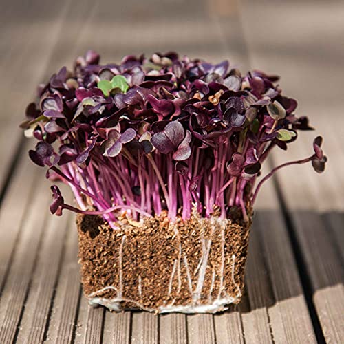 Radish Red Round Microgreen Salad 100% Organic Seeds (Plantogallery®) (B09H49FX8K) Amazon Price History, Amazon Price Tracker