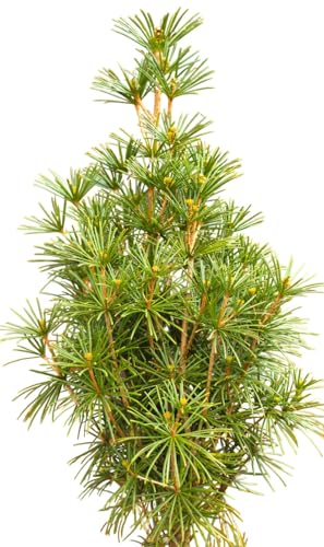 Japanische Schirmtanne Sciadopitys verticillata kegelförmig wachsend 40-50 cm