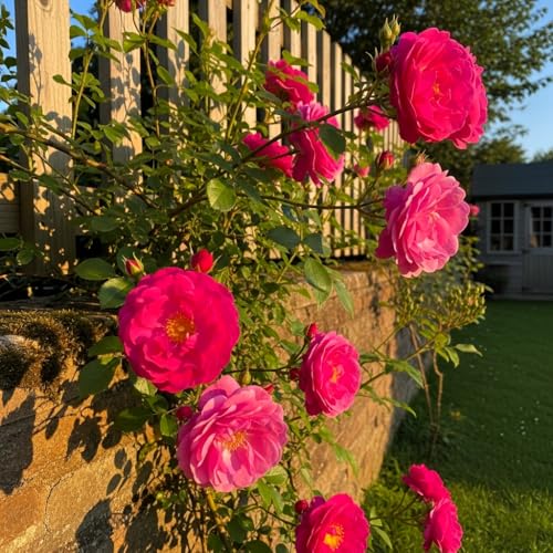Image of Climbing Rose Hybrid Seeds Pack - Large Flowers- 70 Easy-to-Grow Seeds for Vibrant Blooms, Suitable for All Indian Climates (MAGENTA).
