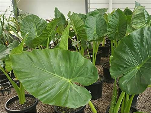 Elefante Planta Oreja, Colocasia Esculenta Natural Colocasia, Crecimiento RáPido, Elefante Orejas Bulbos Bulbo, Orejas Grandes, Oreja De Elefante, De Elefante Bulbos-3bulbos-H