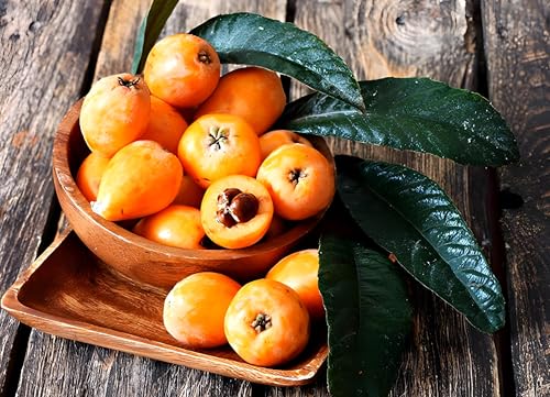 Image of Sweet & Testy inch Loquat Fruit inchTree grafted plant || For Home Garden fruit tree plant outdoor indoor plant.