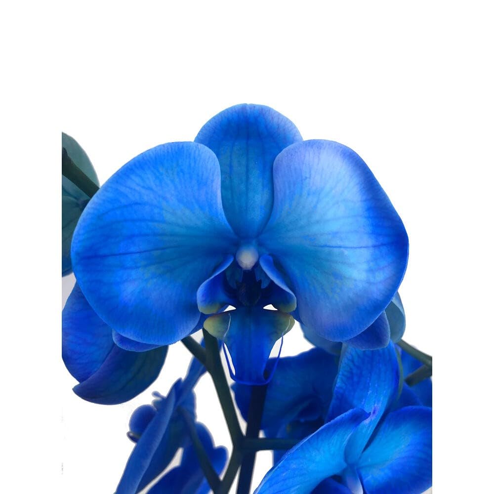 ORCHIDÉE BLEU PHALAENOPSIS ROYAL BLUE | Pot de 12 cm | Hauteur 75 cm | Plante vivante d'intérieur | Fleur élégante et durable | Idéal pour décoration ou cadeau