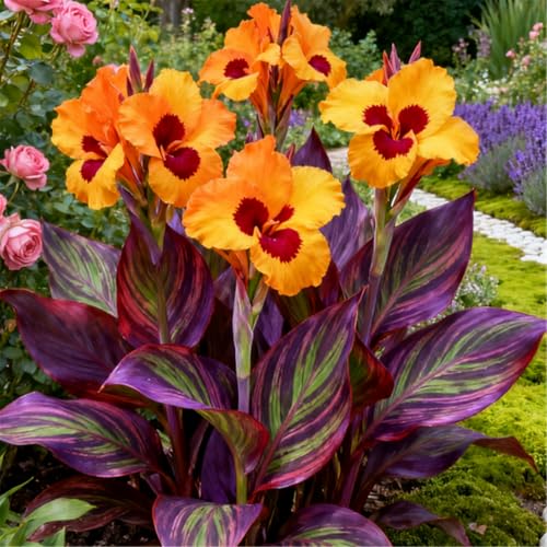 Superharte Canna/Canna-Knolle/Langblühend/Gartendekoration-1 PCS-E