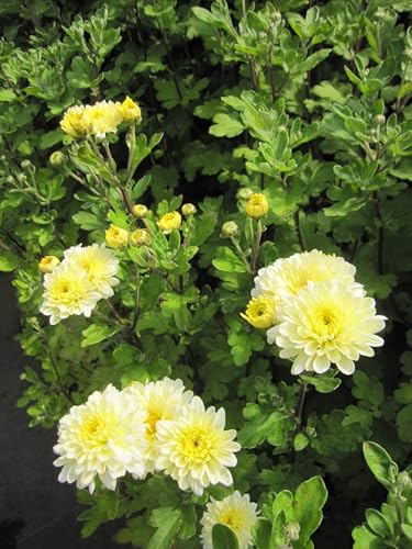 Winteraster - Chrysantheme Poesie - Chrysanthemum hortorum Poesie Verpackungseinheit 1
