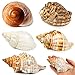 WeDoSoy 5PCS Extra Large Hermit Crab Shells | Natural Sea Conch Size 3" - 4.7", Opening Size 1.6" - 2.7" | Turbo Seashells for Hermit Crab Supplies and Beach Decoration Large Sea Shell