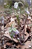 Photo Gallery for mom hepatica: journal Photo Gallery for mom hepatica: journal