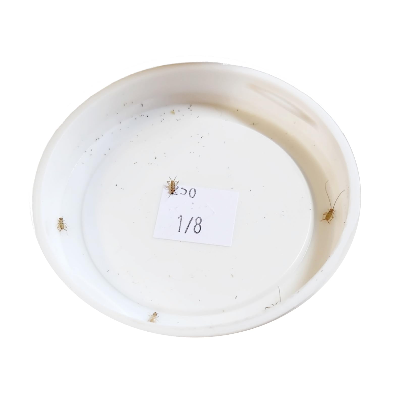 Josh's Frogs 1/8" Banded Crickets (250 Count)