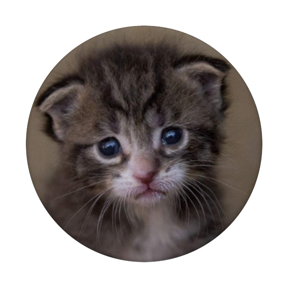 Cat Face PopSocket PopGrip - Swappable Phone Grip For Cat Lovers