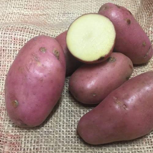 Seed Potatoes Sarpo Axona,Organic Main Crop Variety,X10 Tubers, Ready for Planting Now.
