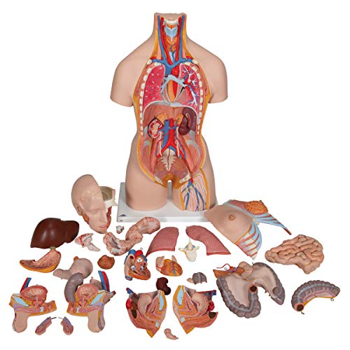 Image of 3B Scientific B35 Deluxe Dual-Sex Torso opened back 28-part - 3B Smart Anatomy