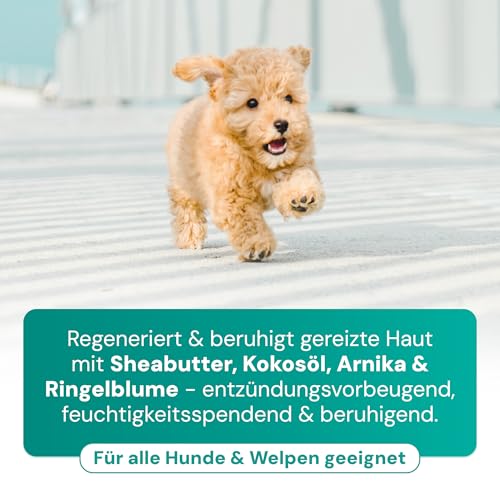 Emmi-pet Pfötchenpflege 2in1 Natur 50 ml – Veganer Pfotenbalsam Hund mit Sheabutter, Kokosöl & Kräuterextrakten, schützt & regeneriert - gegen Risse & raue Ballen, Natürlich - zieht schnell EIN