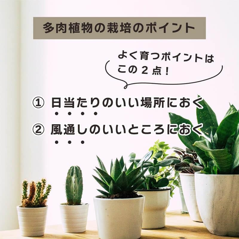 Amazon | daim 多肉マンション ブラック カーメン君 多肉植物 | 鉢
