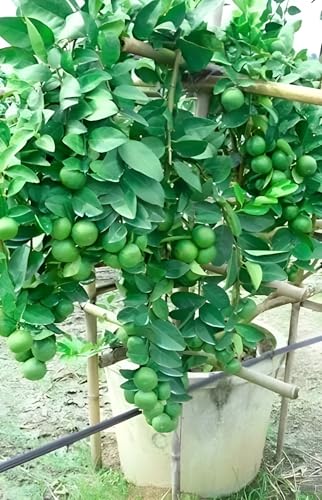 Image of All Time Seedless Lemon /Kagzi Dwarf Nimboo Live Plant, 1-2 Feet Height, Pack of 1