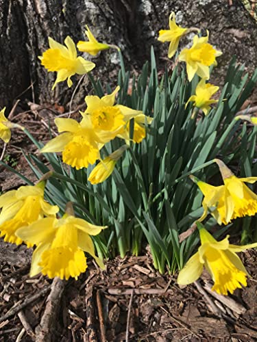 Dutch Master Daffodils (25 Bulbs) - Yellow Daffodil Narcissus Bulbs Dutch Master Daffodils (25 Bulbs) - Yellow Daffodil Narcissus Bulbs