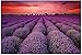 OFAY Micro Puzzle Pittura di Lavanda di Paesaggio 1000 Pezzi di Puzzle per Adulti, 27,6X19,7 Pollici, Giocattolo Educativo Intellettuale