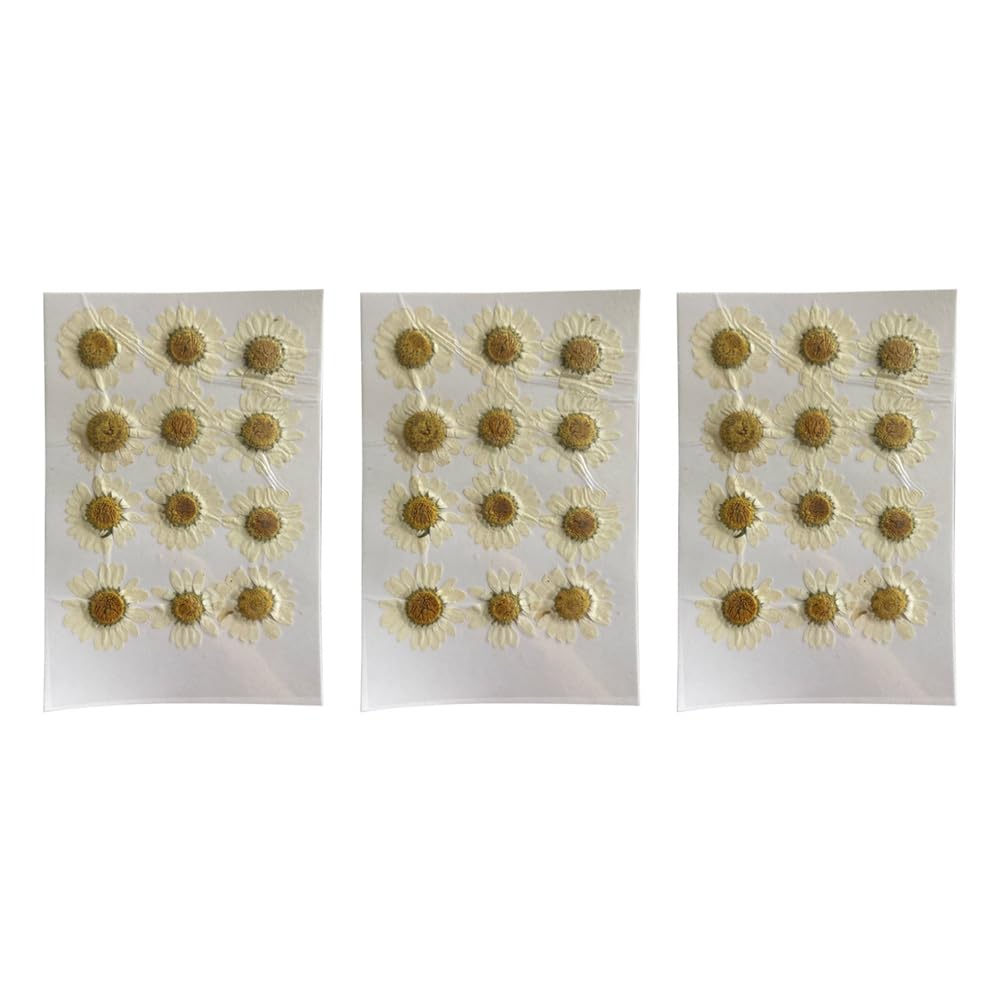 CTRLZS Natural Dried Flowers White Daisy Pressed Flower for Jewelry Nail Stickers Dried Chrysanthemum
