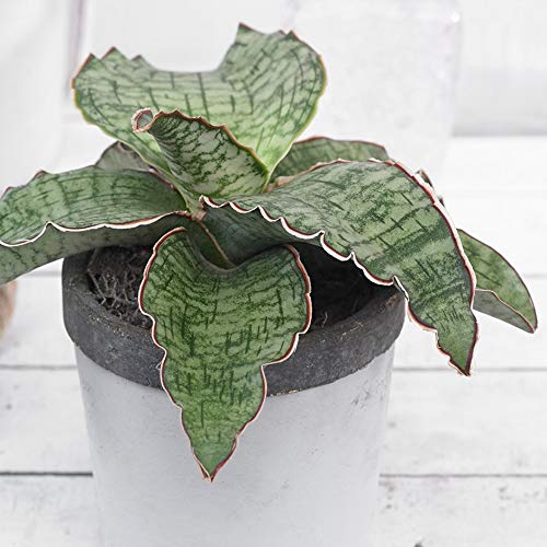 Exotic Rare Plants Sansevieria Kirkii (B08126XCCK) Amazon Price History, Amazon Price Tracker