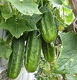 Arkansas Little Leaf Cucumber Seeds (25+ Seeds)(More Heirloom, Non GMO, Vegetable, Fruit, Herb, Flower Garden Seeds (25+ Seeds) at Seed King Express)