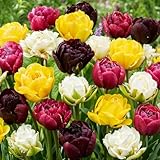 25x Doppelt blühend Tulpenzwiebeln Frühlingsmischung | Exklusive Tulpen Zwiebeln aus Holland | Mindestens 5 verschiedene Sorten und Farben | Winterharte und mehrjährig Tulpen für Garten Töpfe Balkon